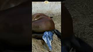 Horse giving birth without help 🐴 screenshot 5