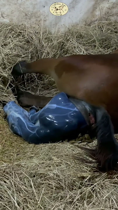 Horse giving birth without help 🐴