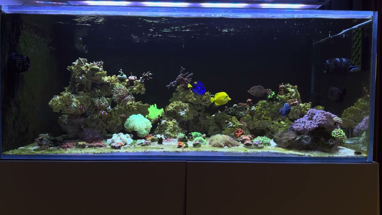 Jesienny projekt 600 litrów (2) wyniki pomiarów PAR skylight entriq #reeflife #skylight #reef2reef 