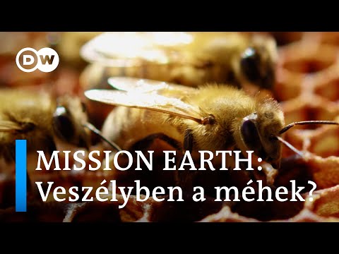 Videó: Miért rossz a méhészet?