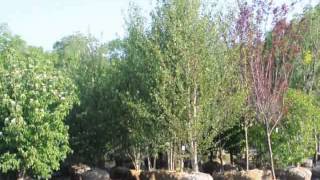 For Wet Areas    The River Birch Trees.....