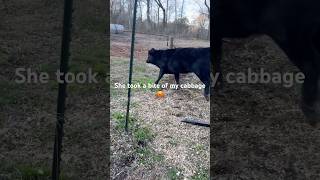 Calf Gets In The Garden