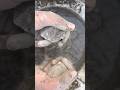 Cement sand crumbling water ASMR #satisfying #sandmentcrushing #purecement 258