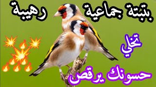 🔥بتبتة تحارب الصمت و الخمول🔥و تحفز على التغريد🔥تخلي الحسون يولع نار🔥👍@King-of-songbirds