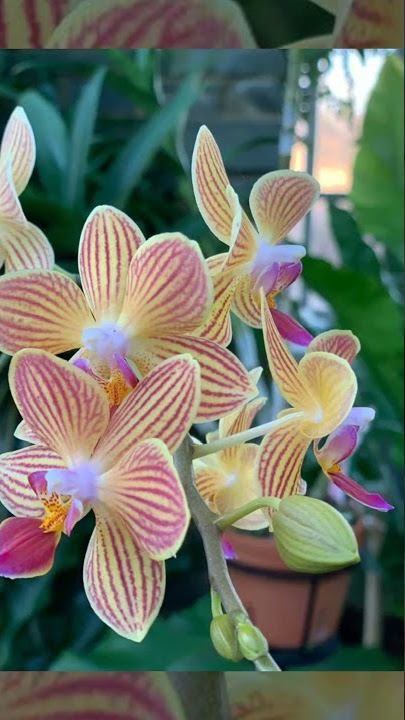 La vie ne ment ll WhatsApp Status ll USA