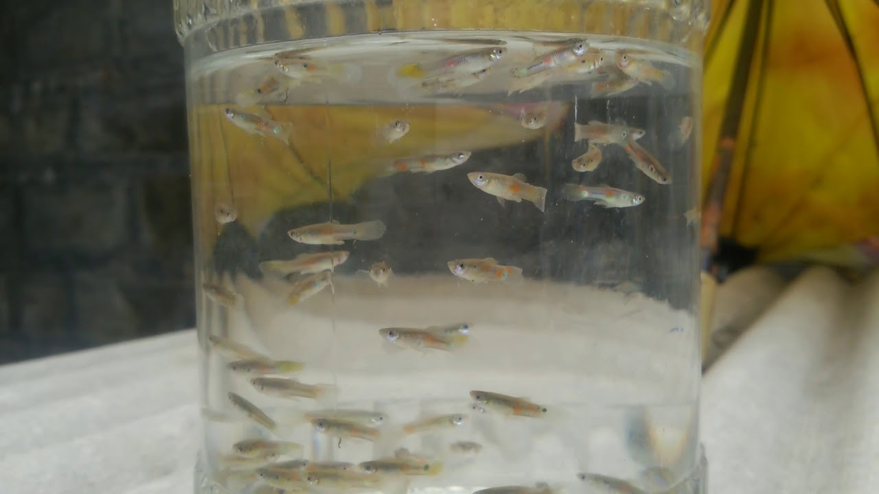 Mosquito fish/feral guppy from grandma's rice farm^^ YouTube