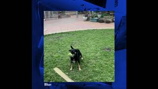 Demo 1 - 210425 - Blue