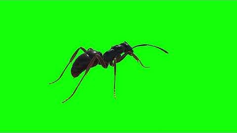 Ant Green Screen Animation 3D