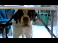St. Bernard - Why Doesn't Everybody Play with Me? HD St. Bernard - Why Doesn't Everybody Play with Me? HD