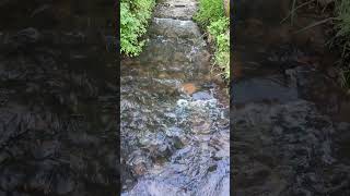 Relaxing sound of the stream. Relieves stress, anxiety and depression 🌿 Heals the mind body and soul