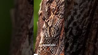 Making of rubber #shorts#tree#viral#facts#sciencefacts#trending