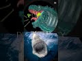 @IoSonoHyperZillaGalaxy vs @Danieleiltyrannosaurusrex