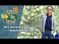 ตะลุยสวนกับไบเออร์ EP.2 เพราะอะไร สวนส้มมงคล จึงมั่นใจเลือกใช้ไบเออร์