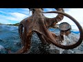 How to catch Octopus?