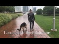 1-Year Old German Shepherd, Justice! The Best German Shepherd Training In Virginia! 1-Year Old German Shepherd, Justice! The Best German Shepherd Training In Virginia!