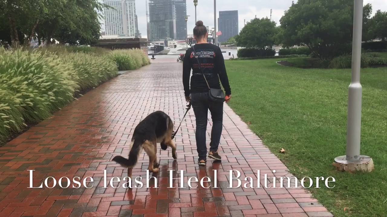training a 1 year old german shepherd