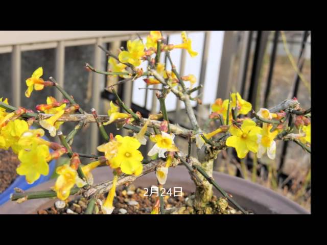 2015 2 24 金露梅（キンロバイ）の盆栽 Bush Cinquefoil Bonsai - YouTube