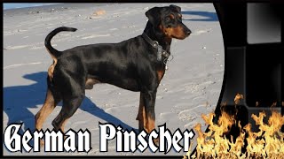 Deutscher Pinscher  Der kleinere Dobermann?