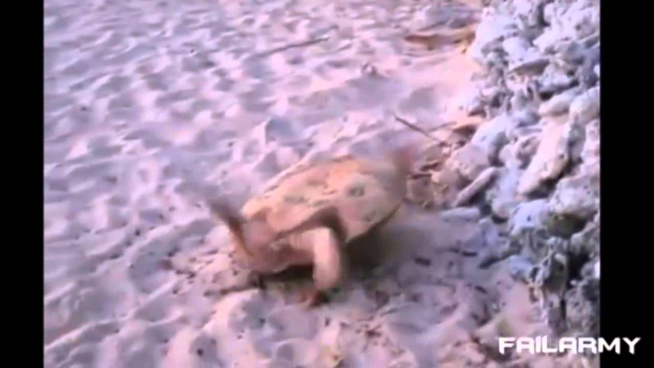 Turtle fail / żółw accident - YouTube