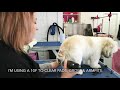 How to do a Short Puppy cut