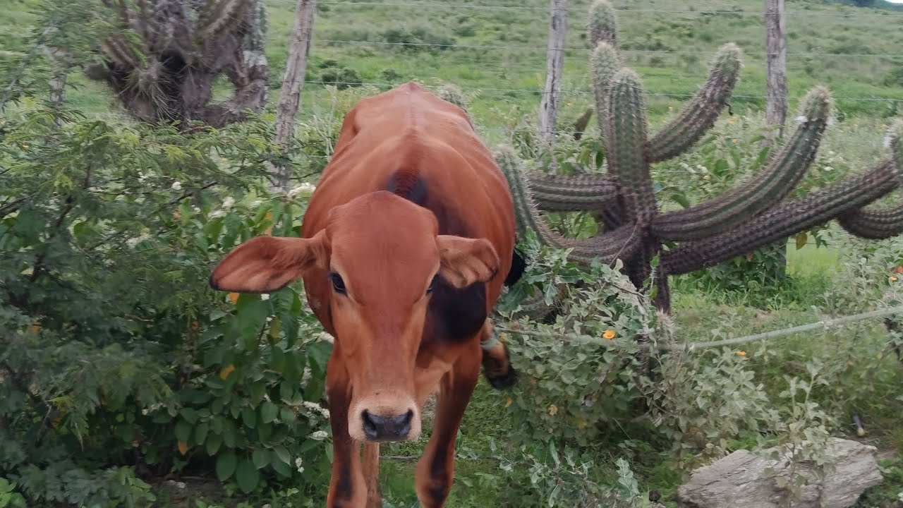 INVESTIR R$ 1000 NO GAROTE DAQUI A 5 MÊS VAMOS VER O RESULTADO