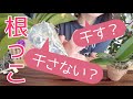 【みんな勘違いしています】大事なのはソコじゃない!植え替えの時に根っこを干すのか干さないのか問題について解説します