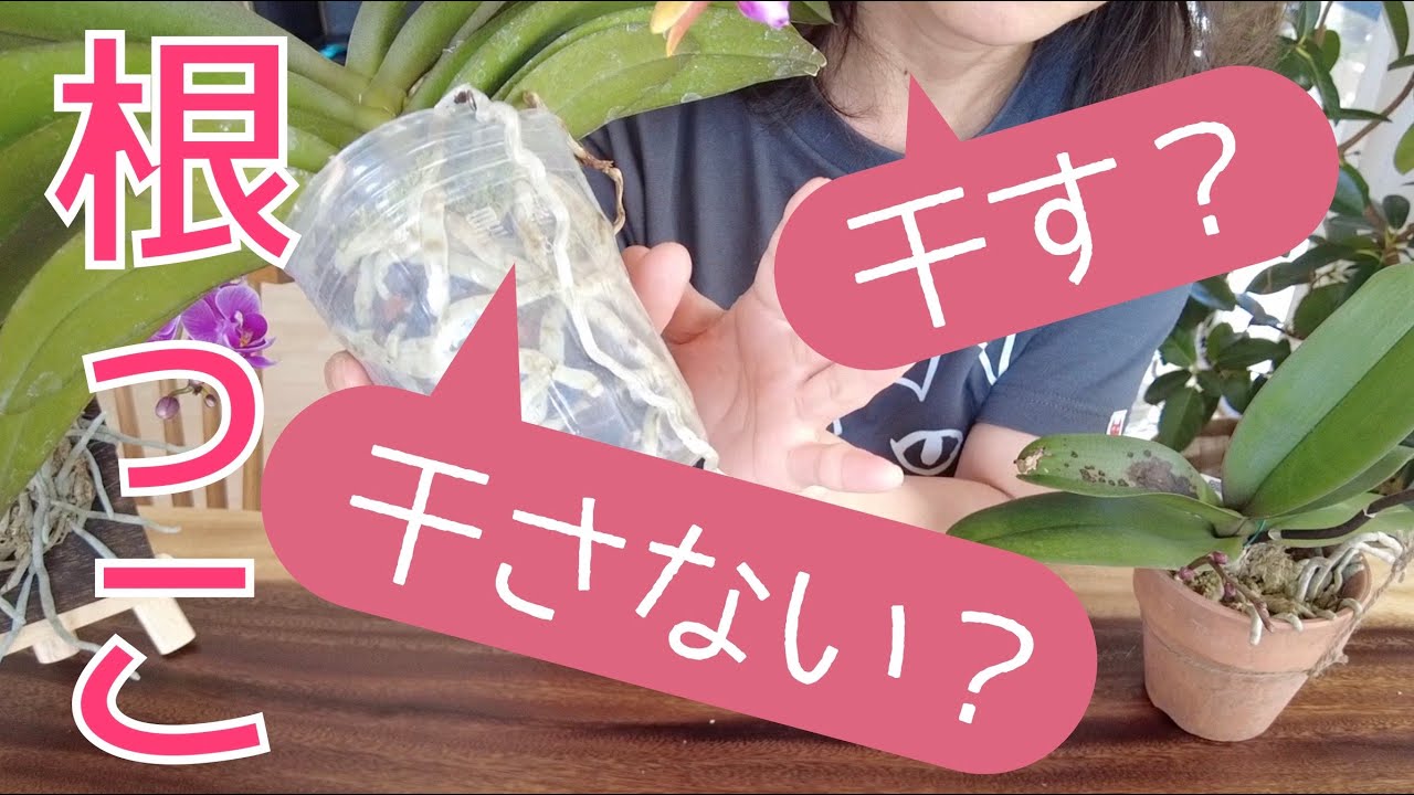 【みんな勘違いしています】大事なのはソコじゃない！植え替えの時に根っこを干すのか干さないのか問題について解説します