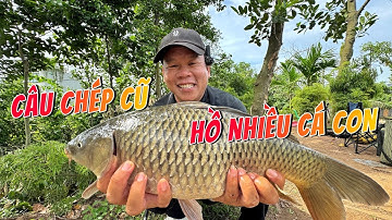 Câu chép cũ hồ nhiều cá con #chungnguyenfishing