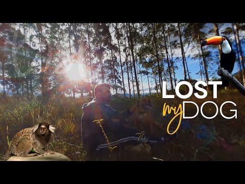 MONKEYS,TOUCANS AND MY LOST DOG!