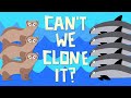 Cloning and Conservation: The Vaquita and Beyond