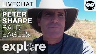 Peter Sharpe - Sauces Bald Eagle - Live Chat