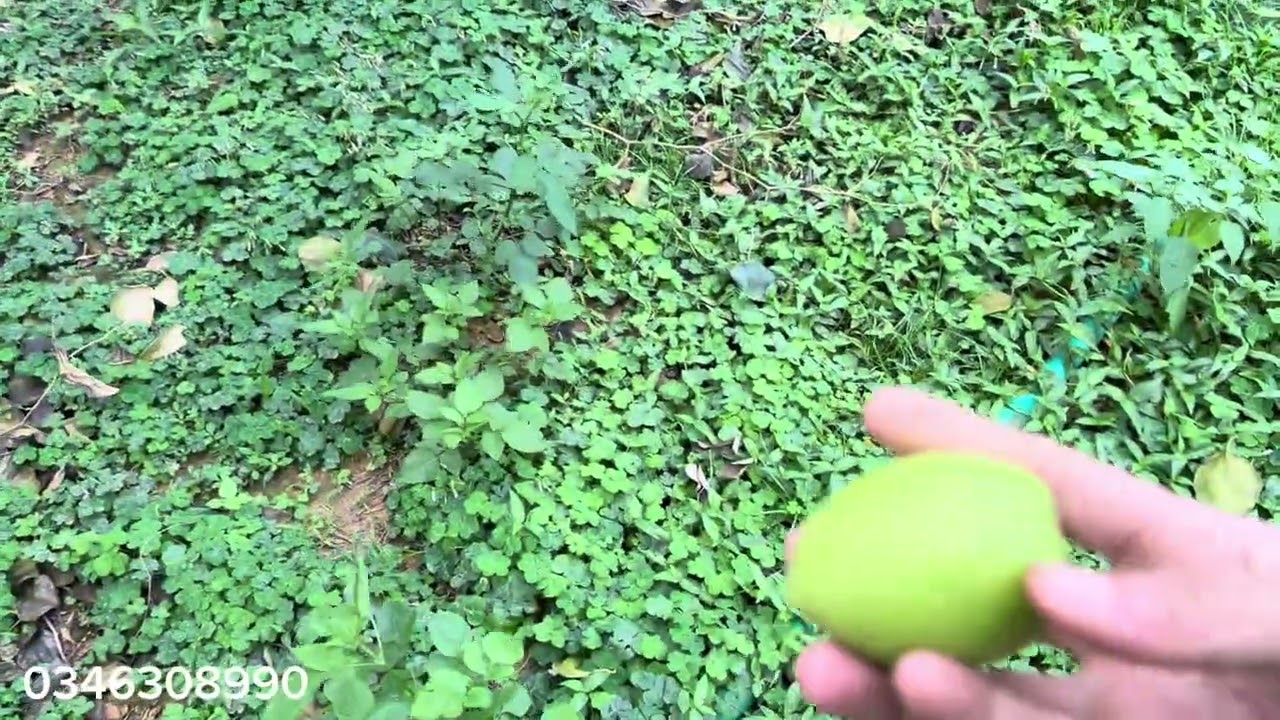 Đốn Cây Táo Kết Thúc Vụ Để Chuẩn Bị Vụ Mới