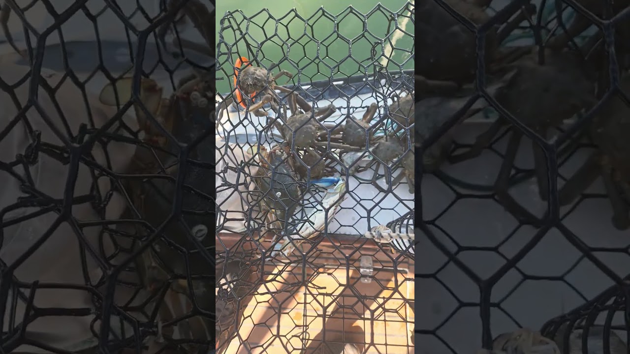 sad, mostly spuder crabs only 2 blue crabs #shorts #bluecrabs #spider crabs