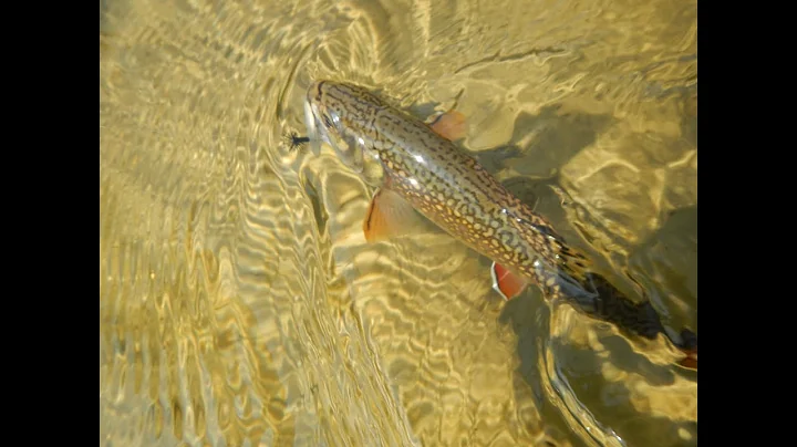 WITU Talking Trout (ep. 22) - Brook Trout Reserves...
