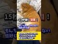 迫力の唸りで父を100％ビビらしてきた柴犬に異変が生じた結果…#shibadog #柴犬 #sibainu #犬のいる生活 #shorts