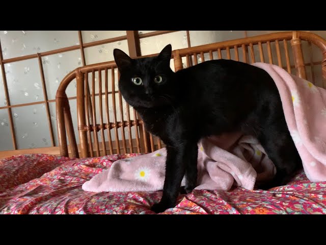 寝ぼけながらも何とか持ち場につこうとする真面目な警備隊長 Cat is still half asleep