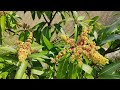 Disease Resistant Mango Varieties For Central Florida And Zone 9B Disease Resistant Mango Varieties For Central Florida And Zone 9B