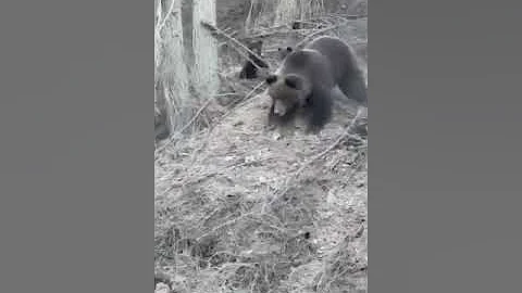 Медведи на трассе Касли - Верхний Уфалей, Челябинская область, 23.04.2023 г.