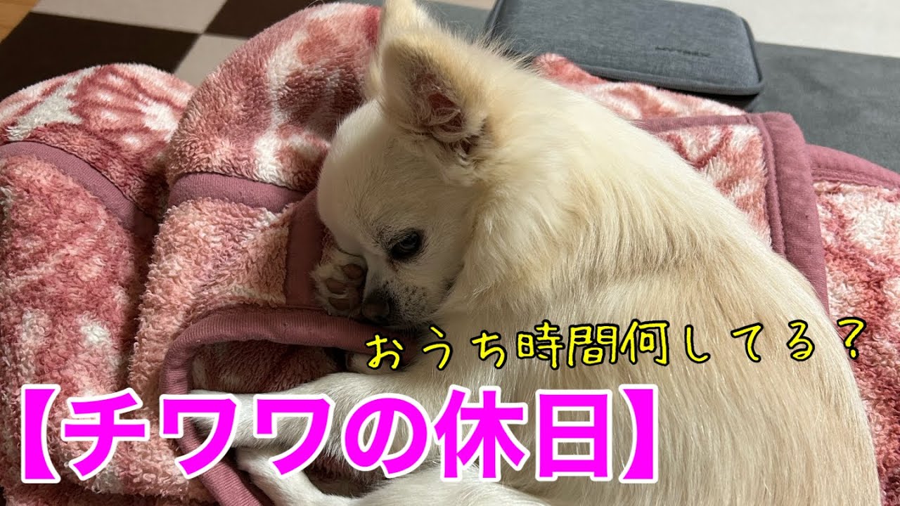 【チワワのおうち時間】チワワと過ごす休日をのぞき見