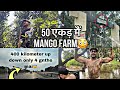 50   mango farm  yash chauhan vlogs  yashchauhan001