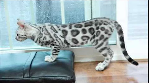 Video 9547051: happy bengal