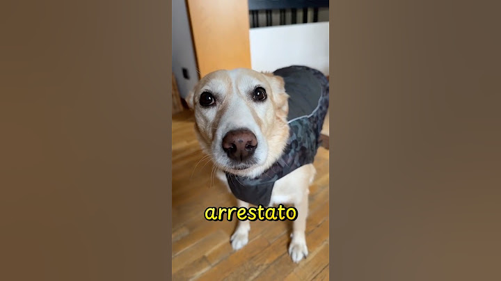 Hanno arrestato la mamma 🤦🏼‍♀️ #caneparlante #cane #pets #canidivertenti