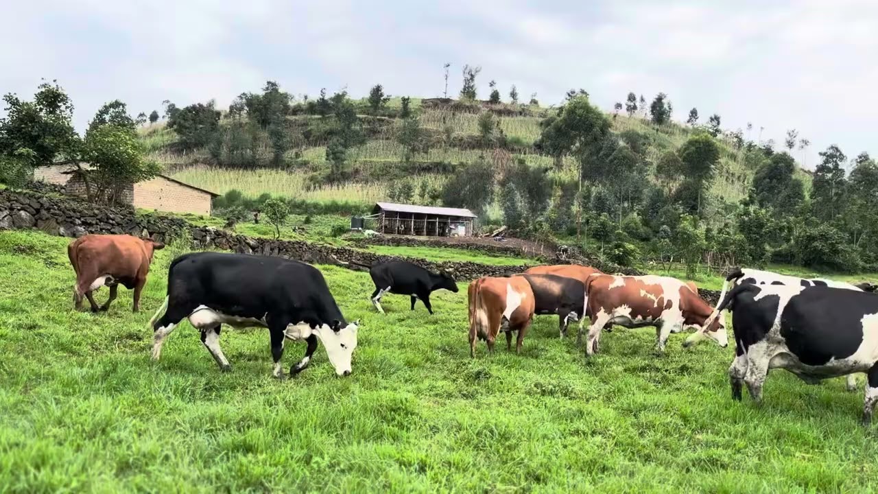 Inka zakinagiye nkimitavu zifite ikiringo #inka #igishengo