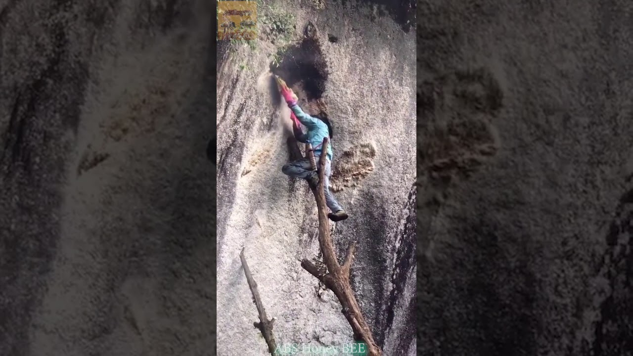 ABS Honey BEE | Find Giant Honey Bee in the Mountain Forest🐝 🎖️18