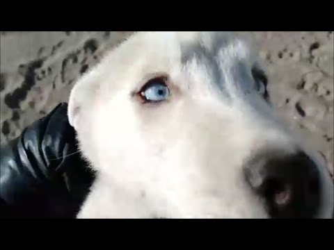 SIBERIAN HUSKY MI REGALO DE NAVIDAD