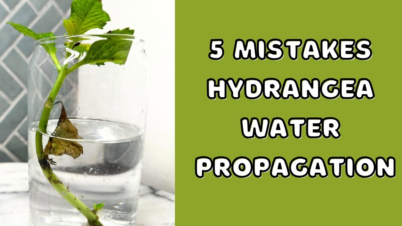 5 Mistakes to Avoid When Propagating Hydrangeas in Water 🌱 | Easy Plant Propagation Tips