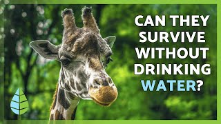 10 GIRAFFE FACTS You Didn’t Know 🦒