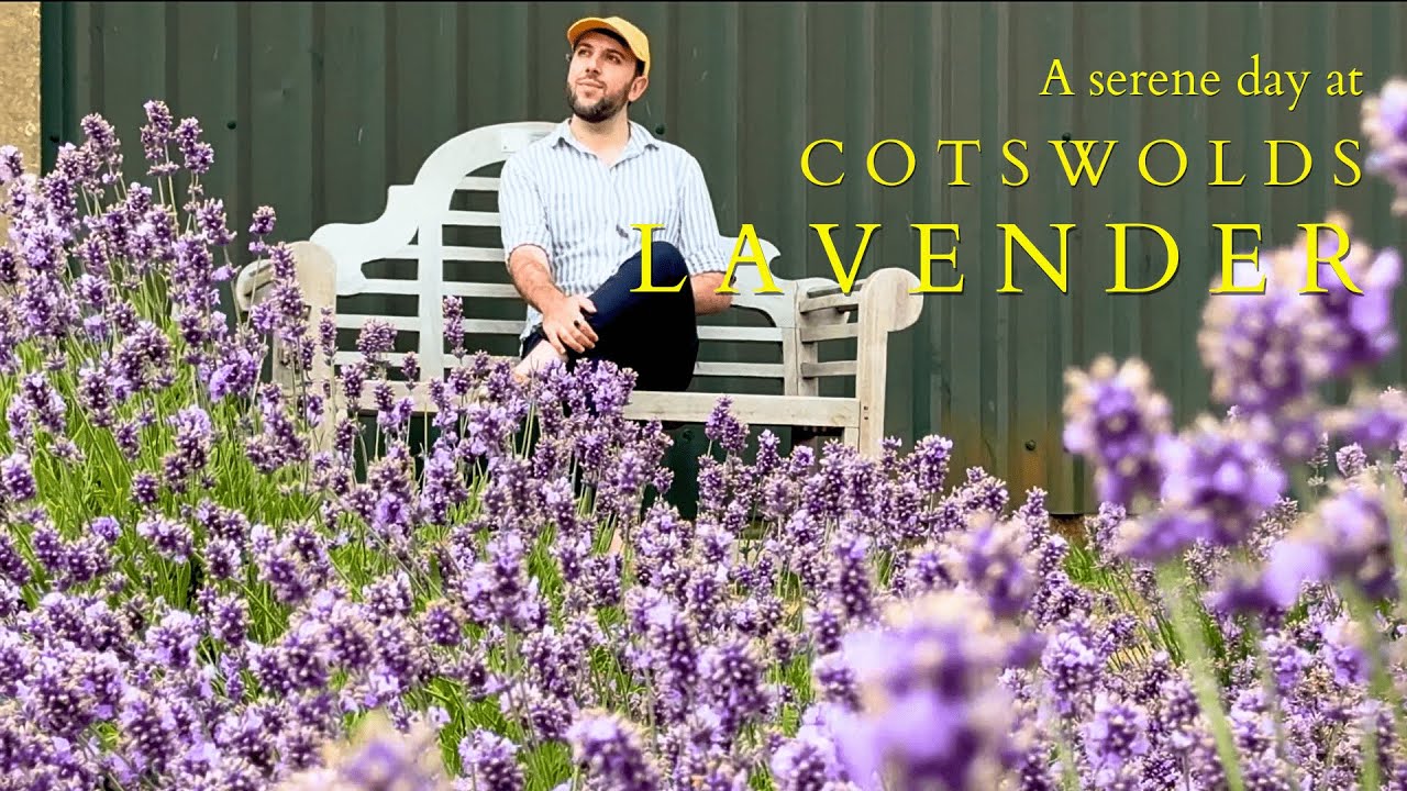 Cotswolds Lavender: A serene walk in the beautiful Lavender Field! | Giuppy in Arcadia