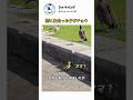 壁に出会った子ガチョウ