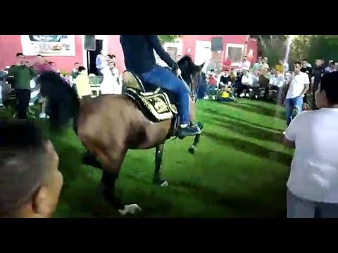 رقص خيل الكومندا المدرعه اللي الدراعه منه بأربعه والبطل محمود جمعه البراجيلي